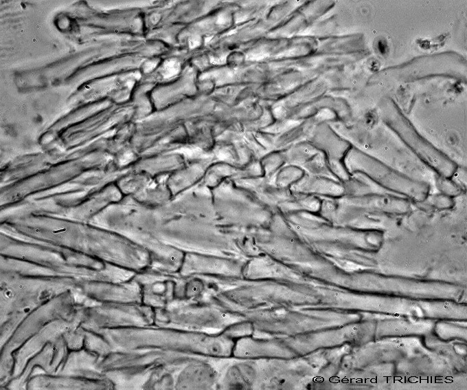 Ceppo - Crosta da determinare foto 1683 (Phlebia nothofagi)